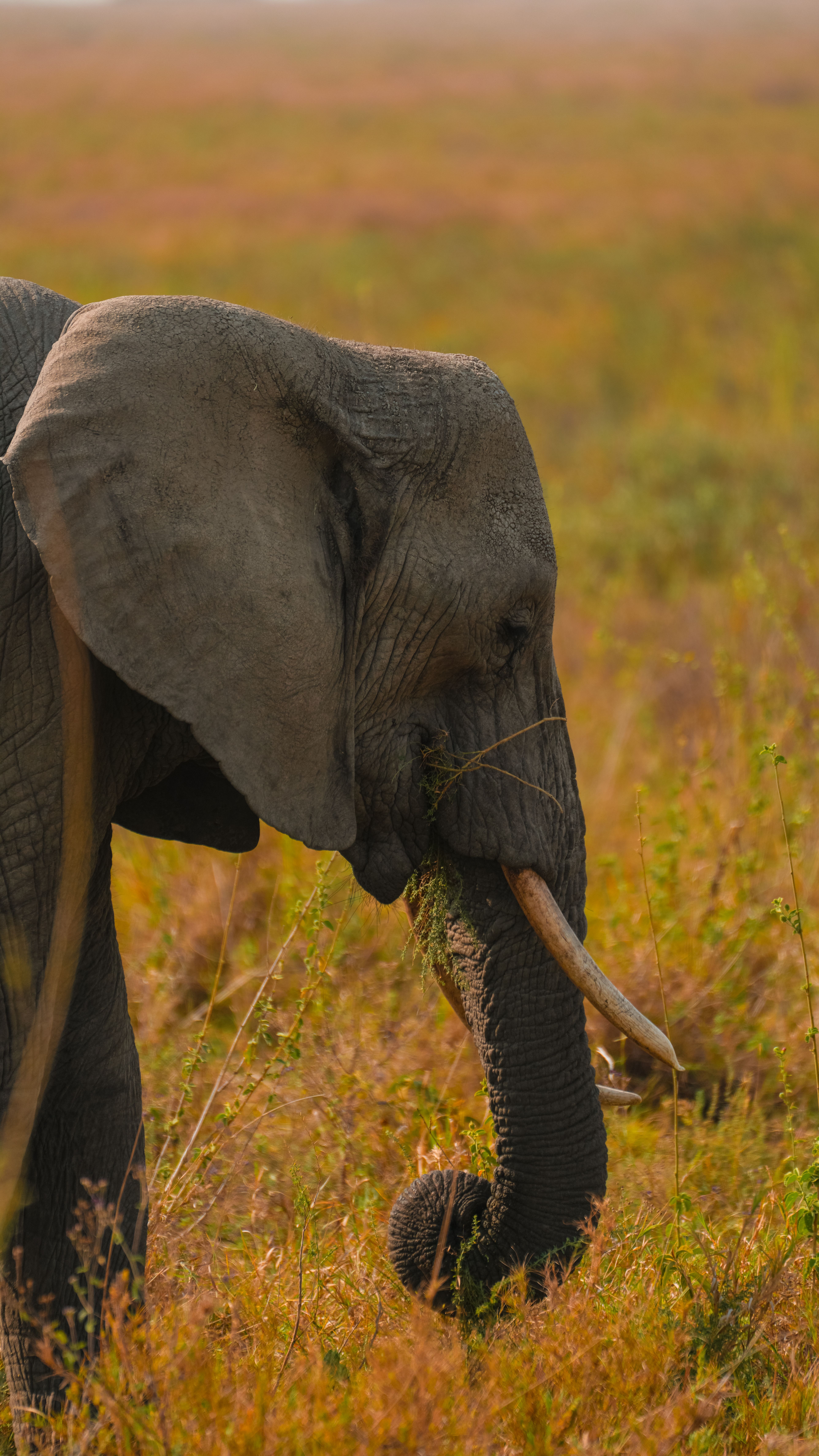 Serengeti highlights - golden savannah plains